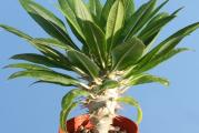 Pachypodium lamerei v. ramosum - paket sadrzi 5 semenki